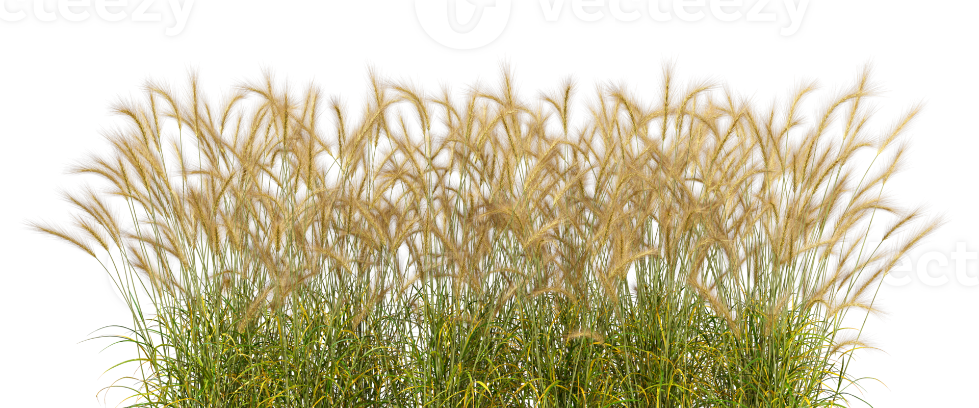 Long meadow grass fields row 3d rendering cutout backgrounds png