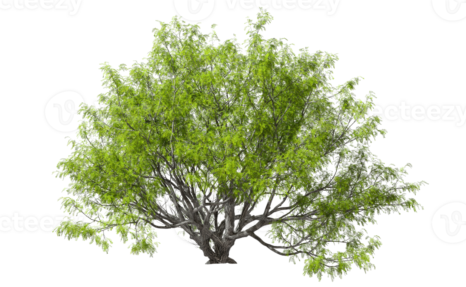 Lone trees standing cutout backgrounds 3d render png