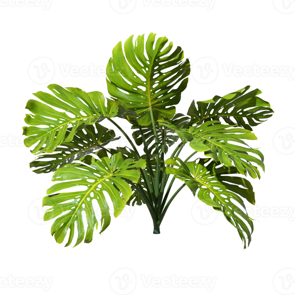 Tropics monstera plants shrub cut out transparent backgrounds 3d rendering png