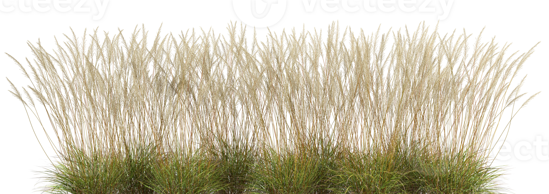 High tropics grass meadow flora growth row cutout backgrounds 3d render file png