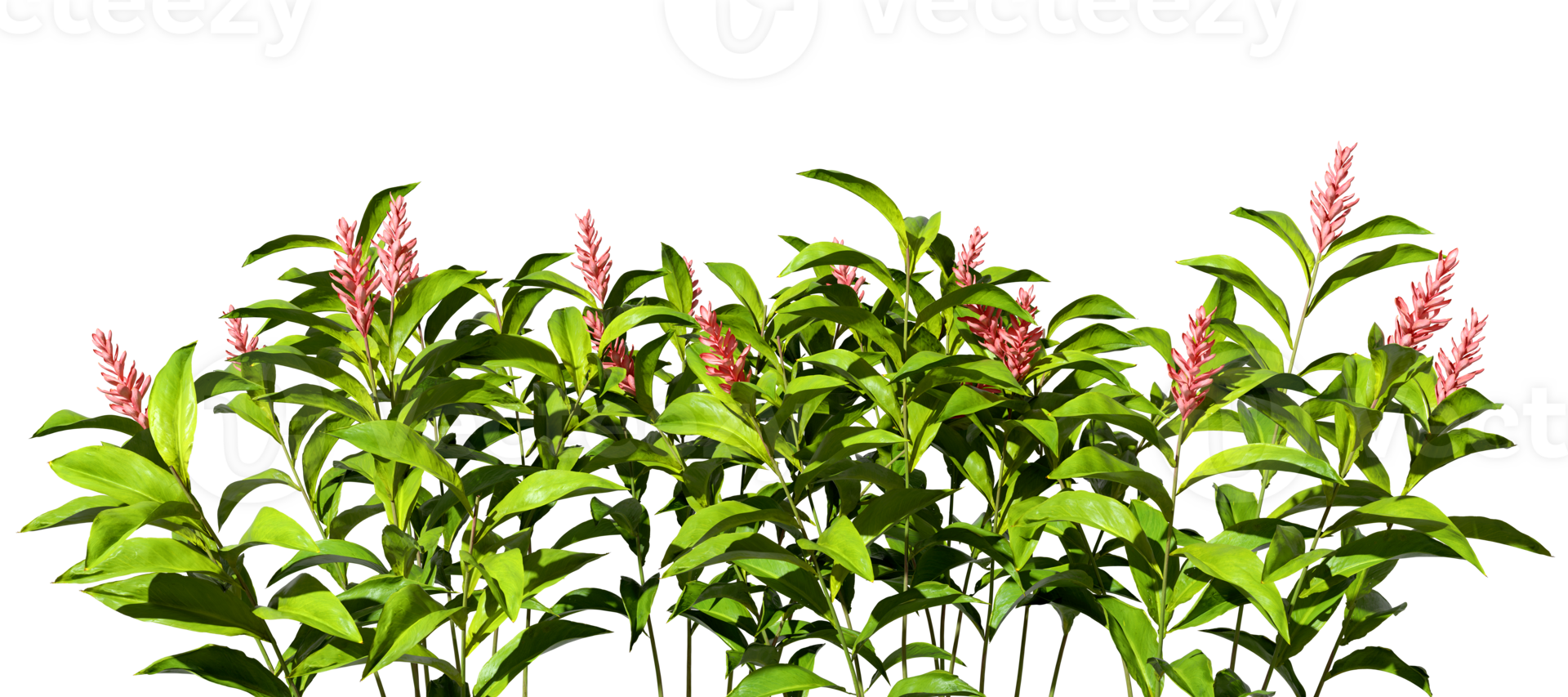 Tropics plants flowery isolate on transparent backgrounds 3d rendering png