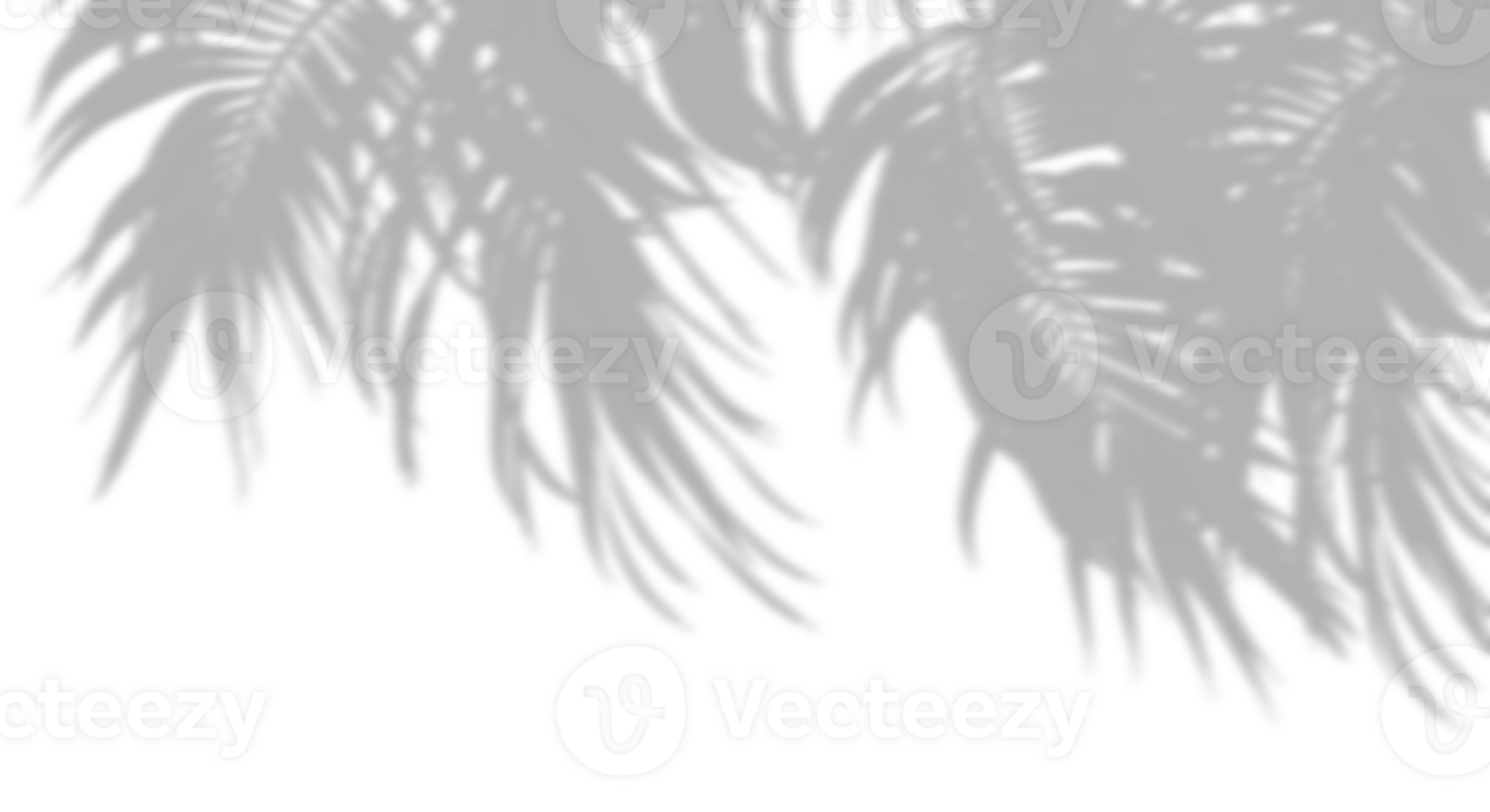 Shadow palm leaves blow move on transparent backgrounds 3d rendering png