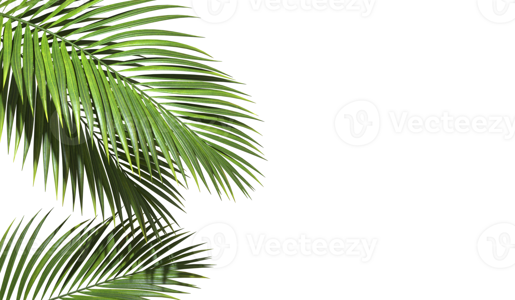 Copy space with Palm leaves border on transparent backgrounds realistic 3d rendering png