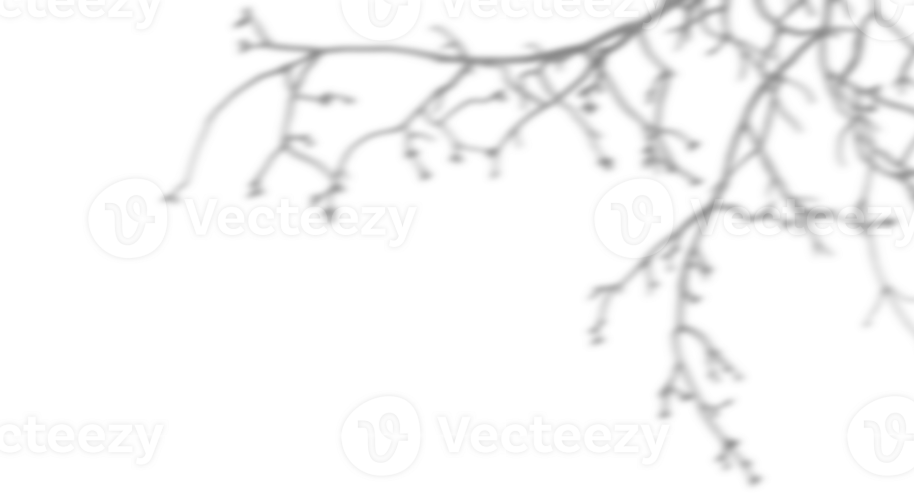 isolate blur trees branches shadow on transparent backgrounds 3d render png