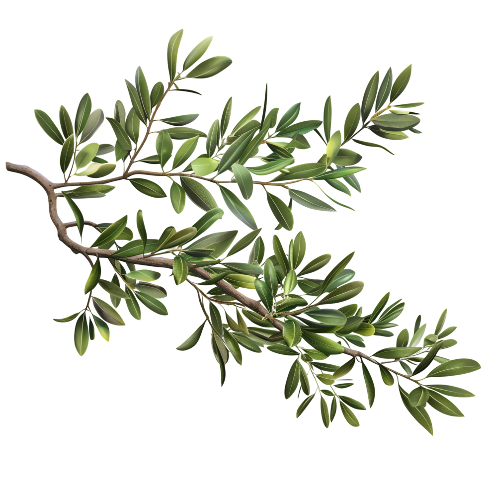Olive Tree Branch with Leaves Isolated on Transparent Background png