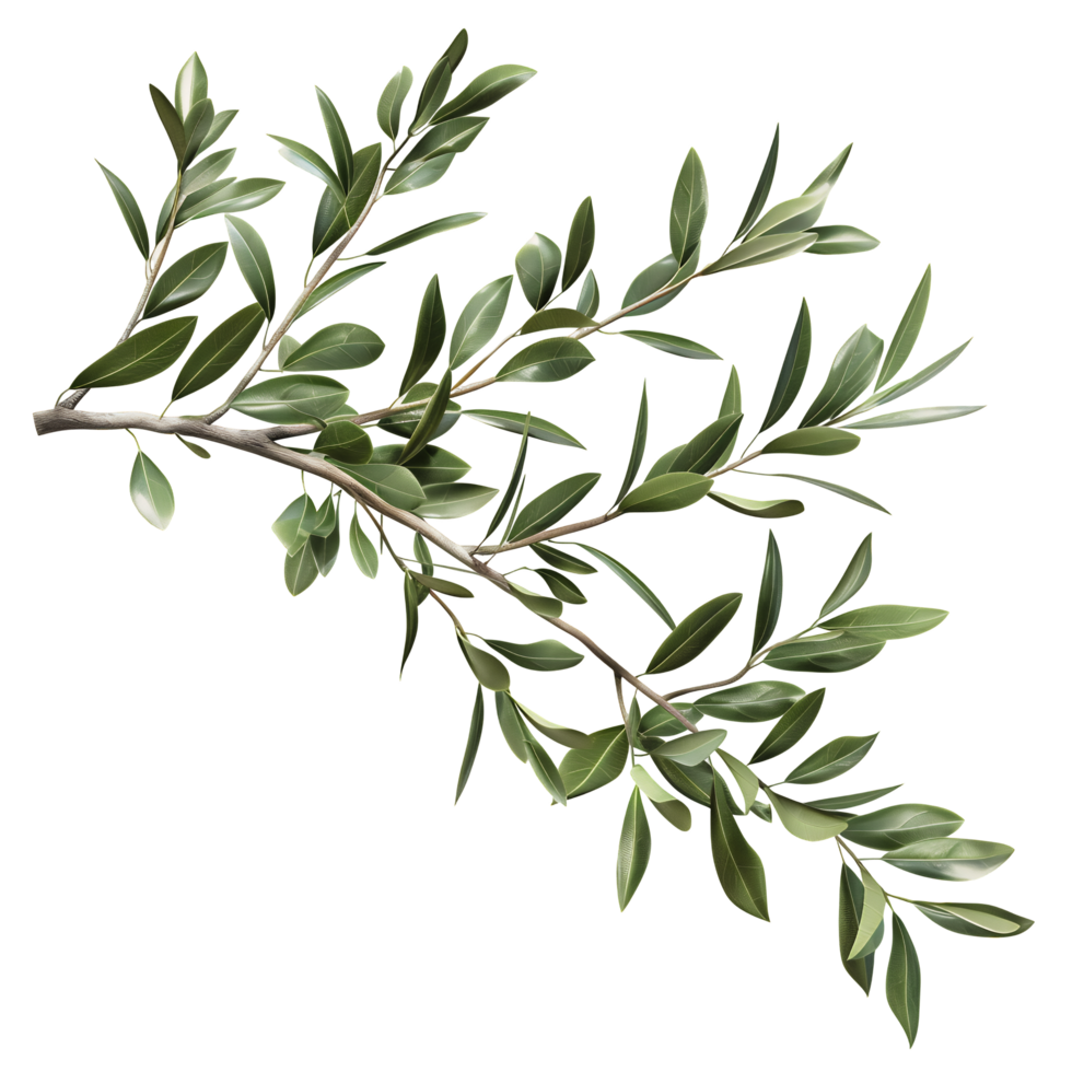 Olive Tree Branch with Leaves Isolated on Transparent Background png