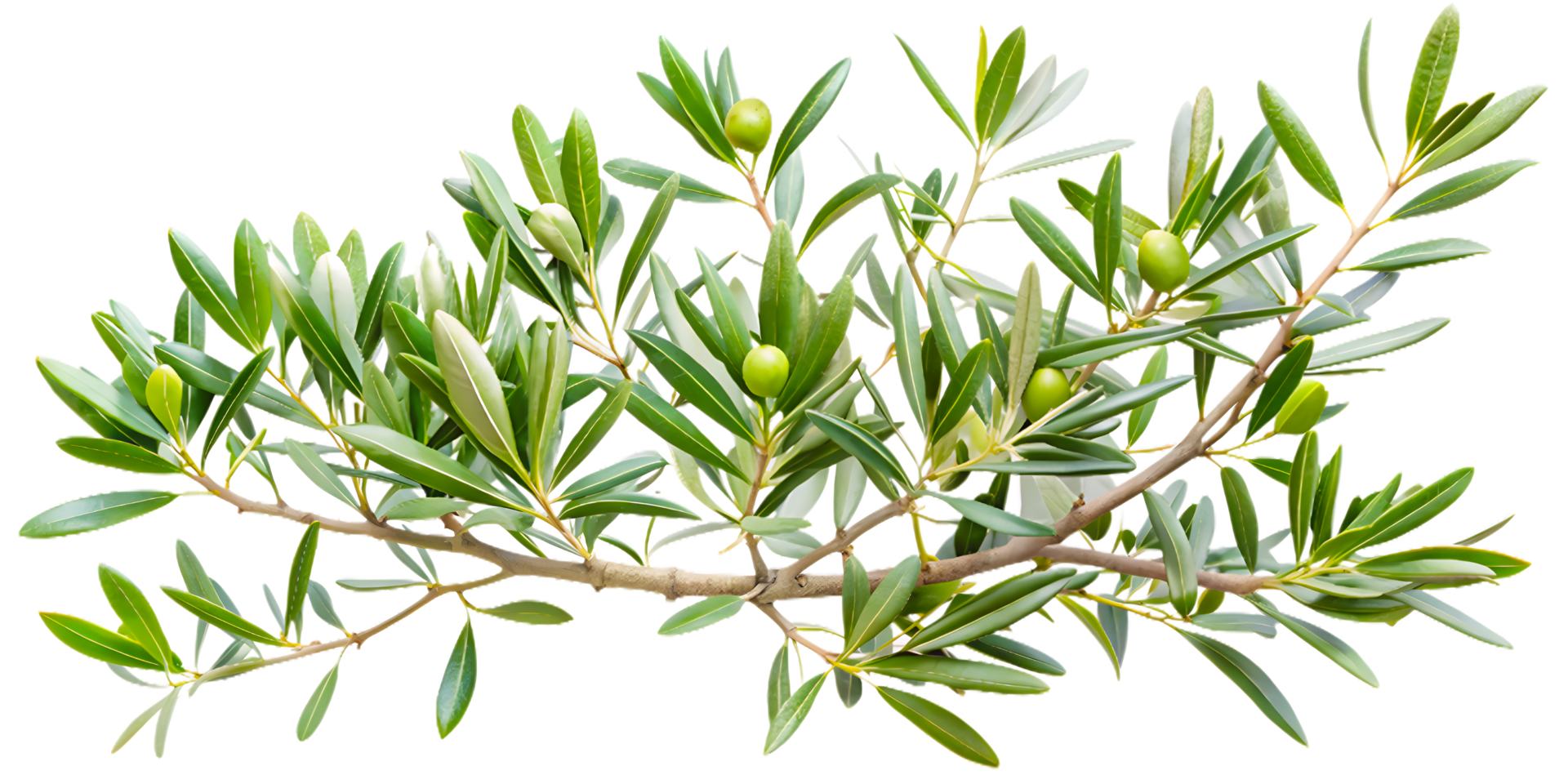 Branches of Olive Tree png