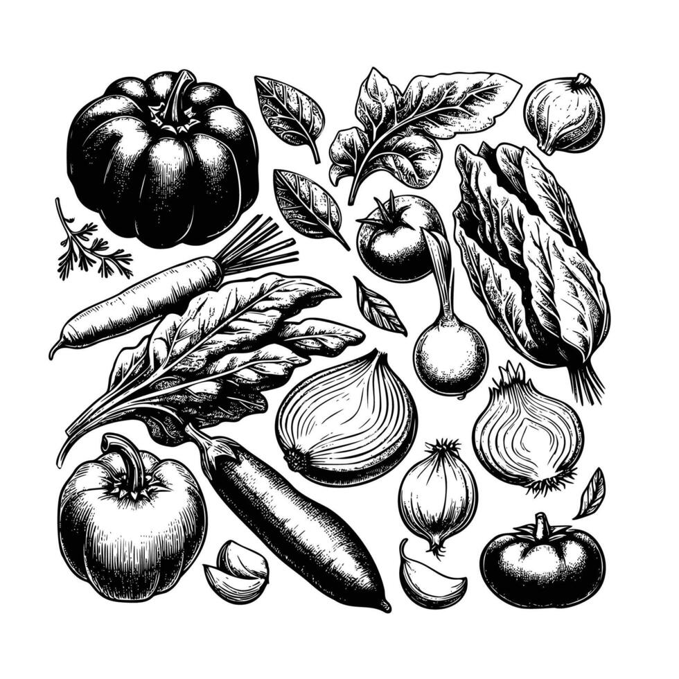 hand drawn vegetable black and white illustration. fresh vegetable drawing, isolated on white background vector