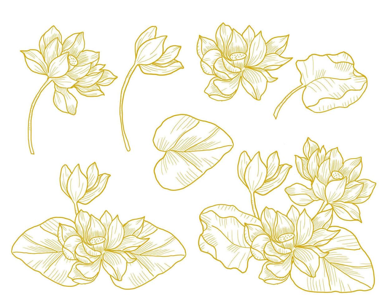 Hand Drawn Water Lily Flower vector