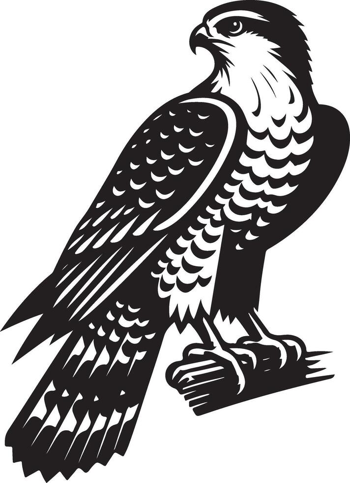 goshawk art Illustration vector