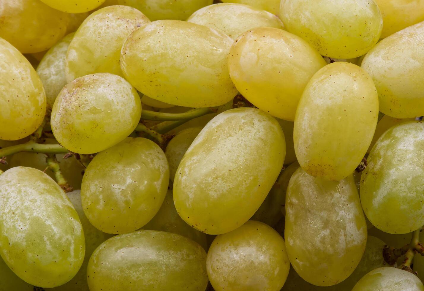 Close-up view of a bunch of white grapes photo