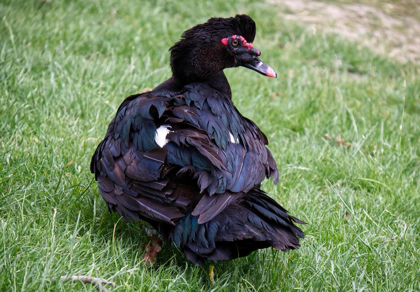 A Muscovy duck, Cairina Moschata, in the city park. Bologna, Italy. photo