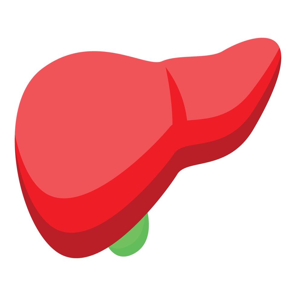Vibrant illustration of a cartoon human liver isolated on a white background vector