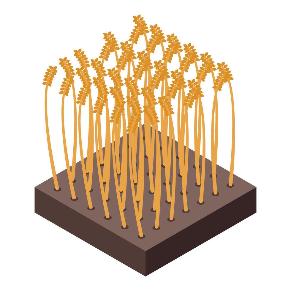 Isometric wheat field on white background vector