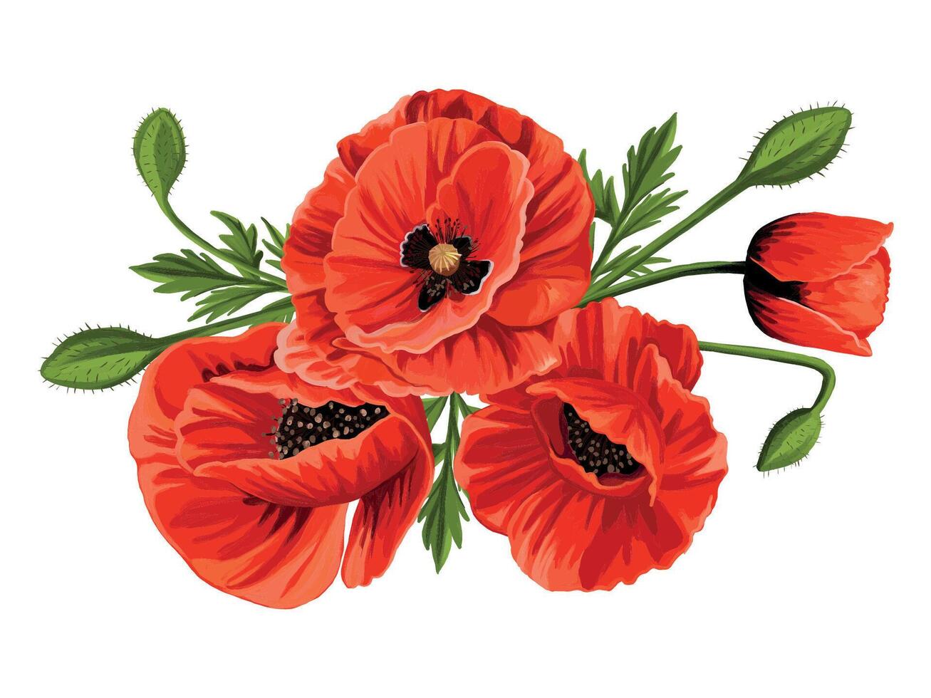 Set of poppy flowers vector