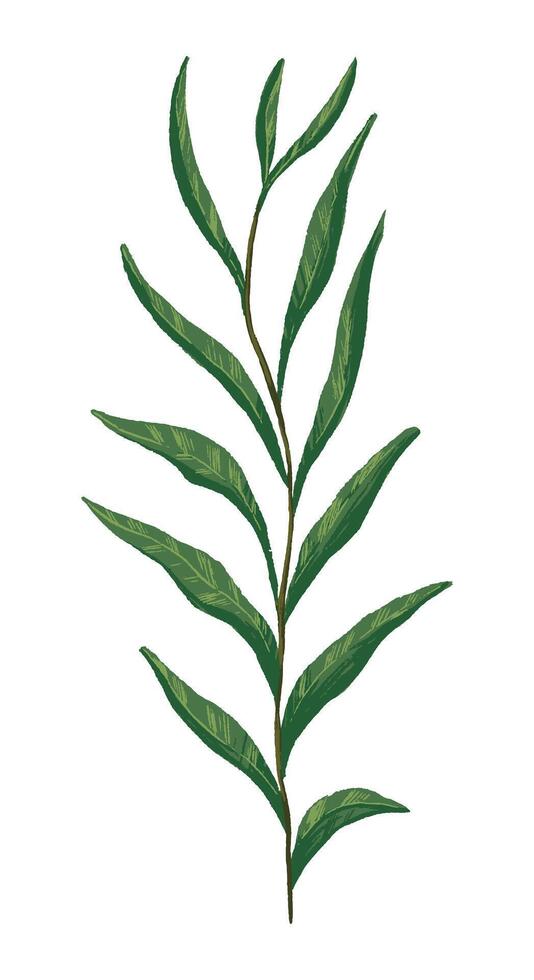 Green wild plant clip art. Field plant drawing hand drawn illustration. Botanical clipart isolated on white. Gentle single element for design. vector