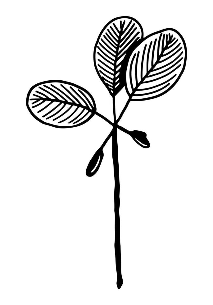 Clipart of outline wild plant. Hand drawn illustration. Black ink sketch of flora isolated on white. Botanical vintage element for design. vector