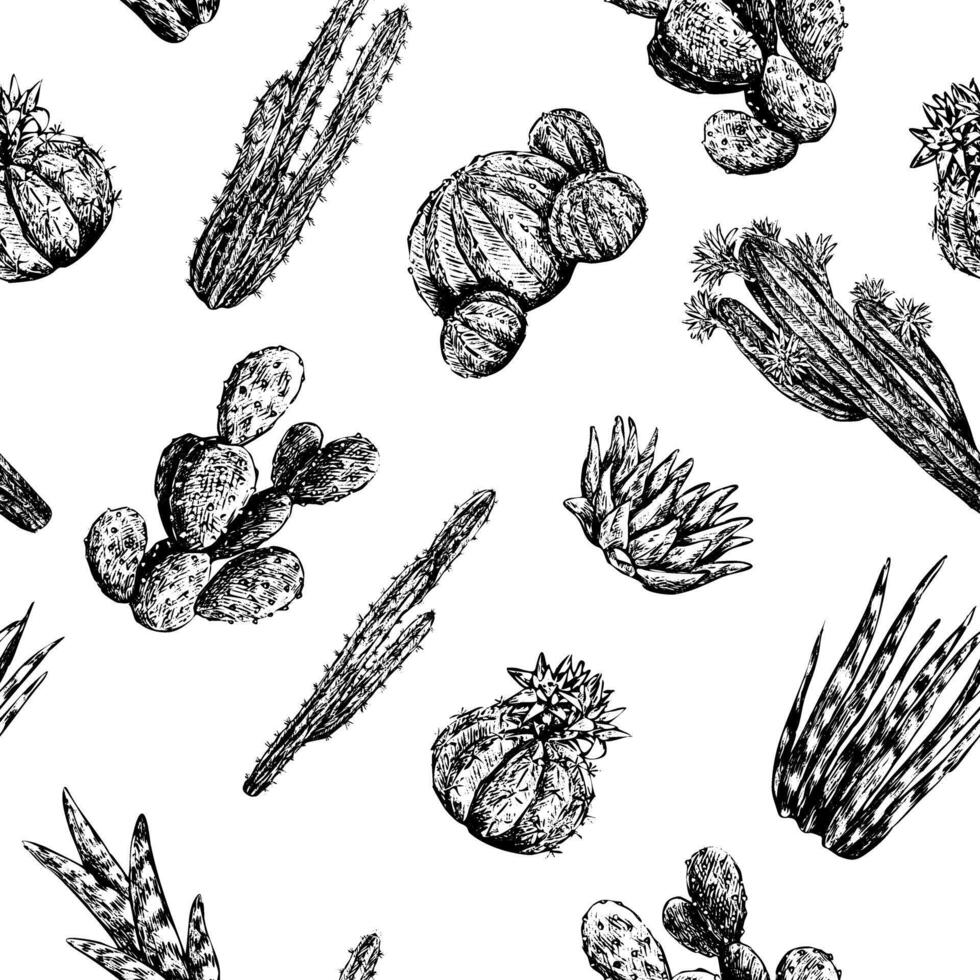Graphic sketches of different cacti and succulents. Vintage seamless pattern. Hand drawn desert plants wallpaper. Black outline botanical background. For wrap, paper, textile, postcard, prints. vector