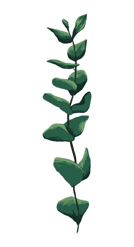 Eucalyptus branch. Colored tropical plant drawing. Hand drawn illustration. Botanical clipart isolated on white. Single element for design, postcard, print, decoration, sticker, typography. vector