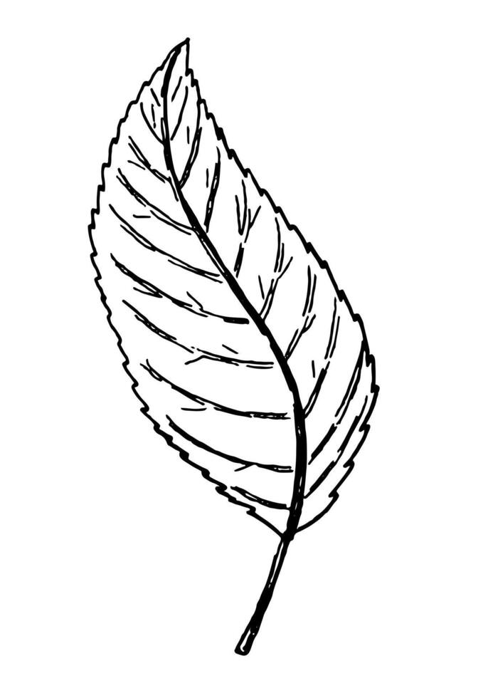 Clipart of outline leaf. Hand drawn illustration. Black ink sketch of plant isolated on white background. Botanical vintage element. vector
