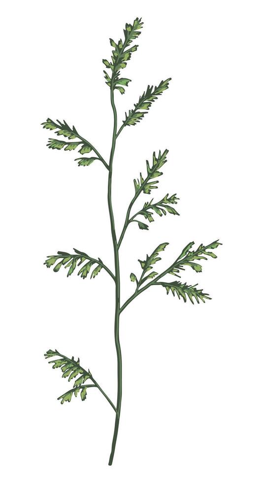 Green wild plant clip art. Field plant drawing hand drawn illustration. Botanical clipart isolated on white. Gentle single element for design. vector