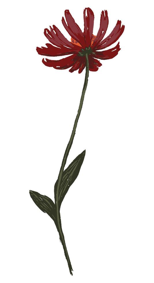 Coneflower, Echinacea plant. Wildflower hand drawn illustration. Botanical clipart isolated on white. Gentle single element for design. vector