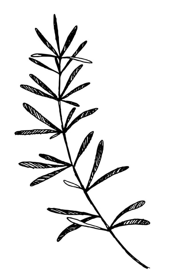Clipart of outline branch with leaves. Hand drawn illustration. Black ink sketch of plant isolated on white. Botanical vintage element for design, cards, print, decoration, stickers, wrap. vector