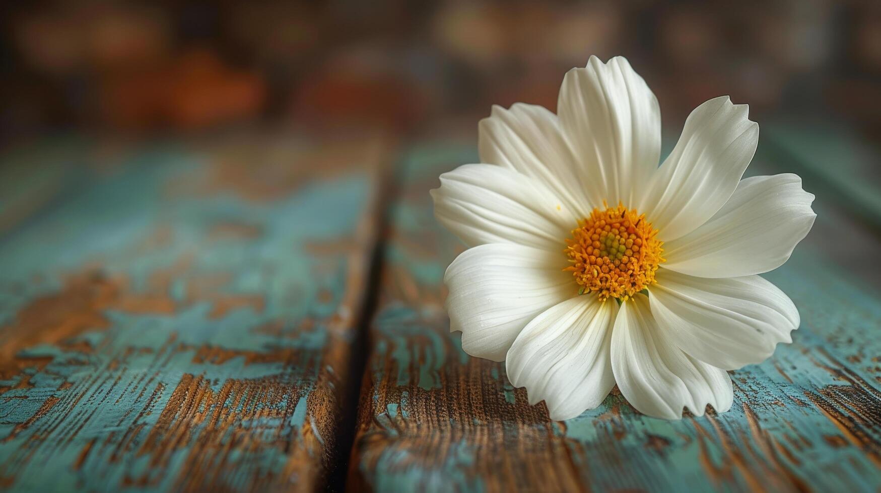 White Flower on Wooden Table photo