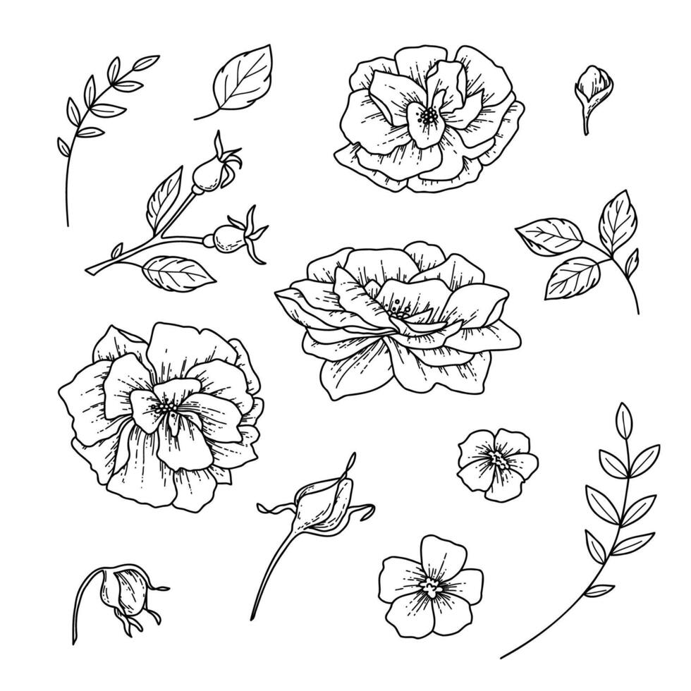 illustration Set of flowers and leaves in doodle hand drawing style vector