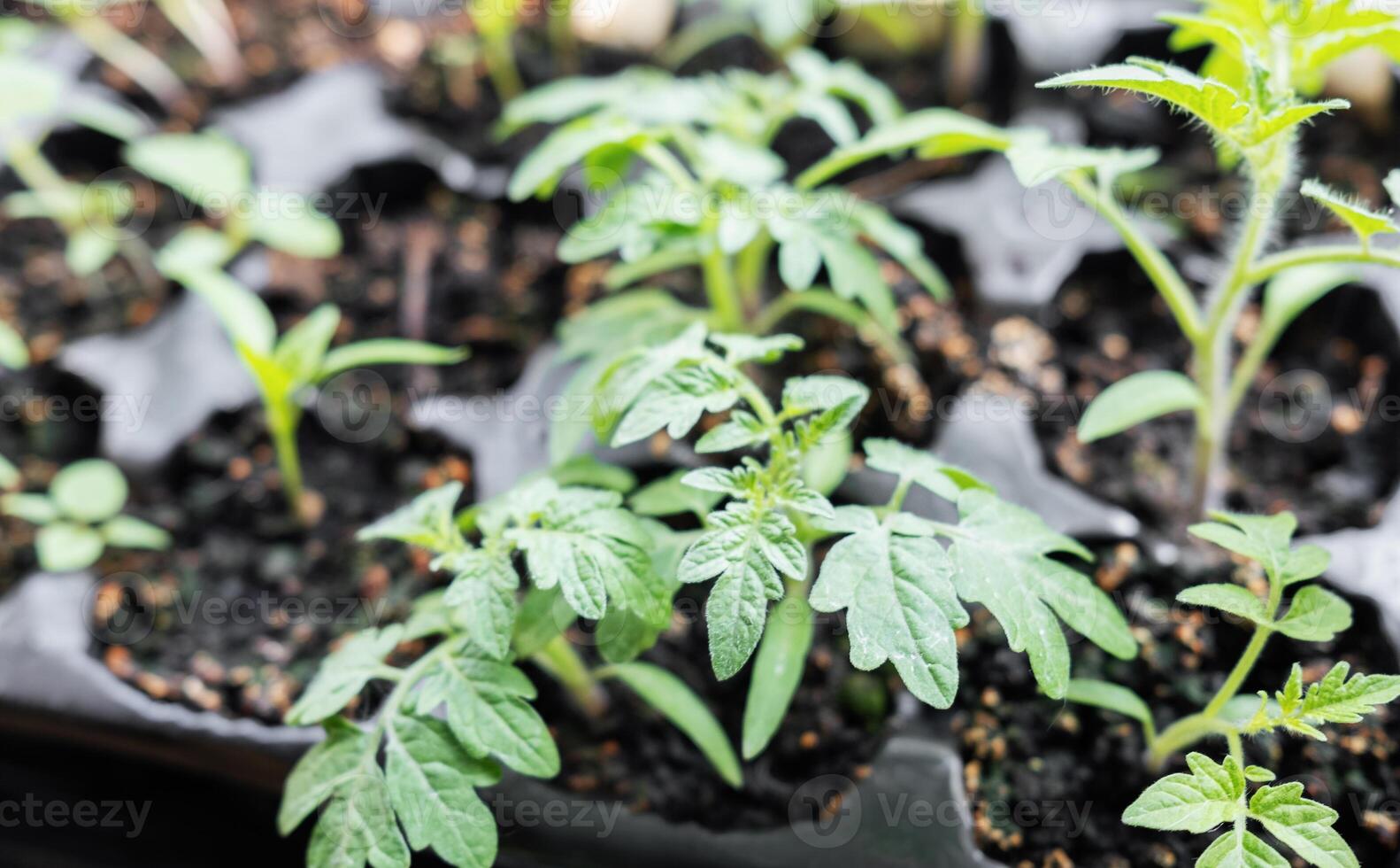 Young tomato seedling plants photo