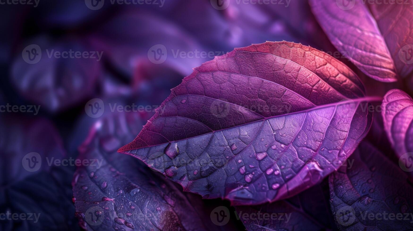 Closeup of a deep purple leaf with a velvety smooth surface and delicate ripples photo