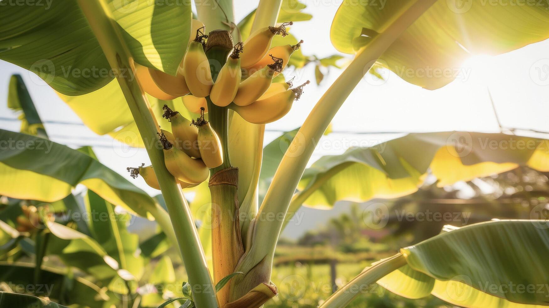 A of ripe yellow bananas growing on a tall sy plant with large broad leaves photo