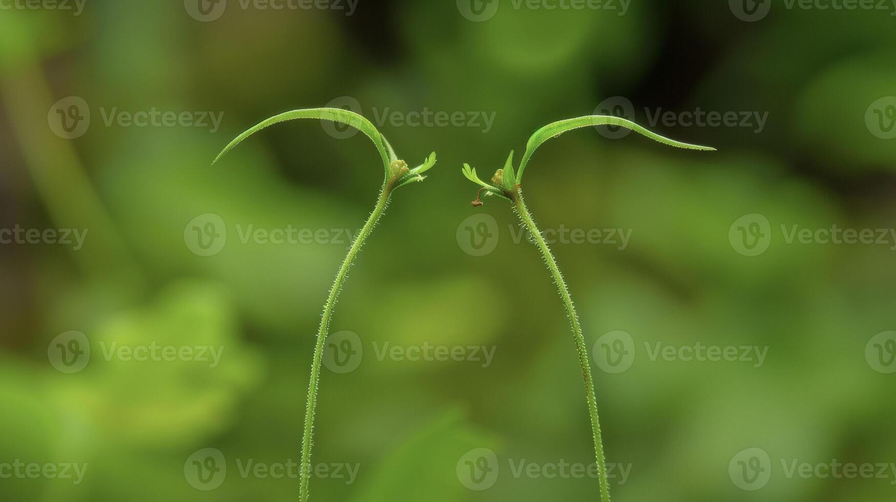 Two seedlings appear to be in conversation their thin stems intertwined as if sharing secrets. The contrast between their different shades of green only adds to their uniqu photo