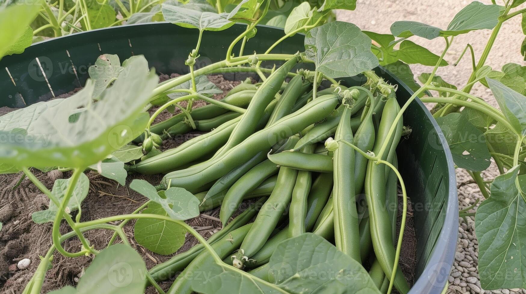 A bushel of dark green string beans with some pods already beginning to with plumpness and others still elongated and waiting to mature photo