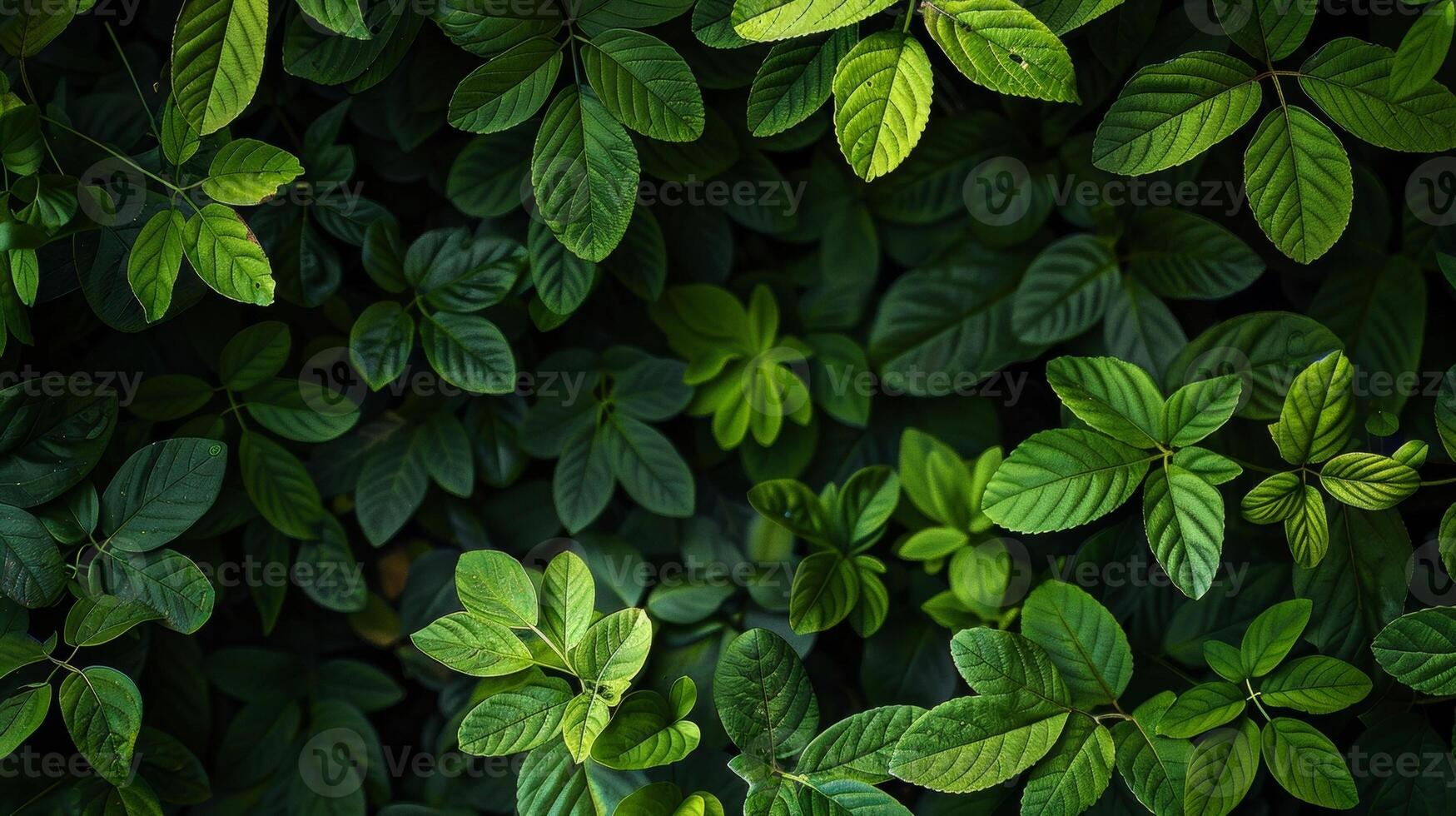 Varying shades and textures of green leaves create a multidimensional effect making it seem as if you are standing at the base of a giant tree. The overall effect is peaceful and calming photo