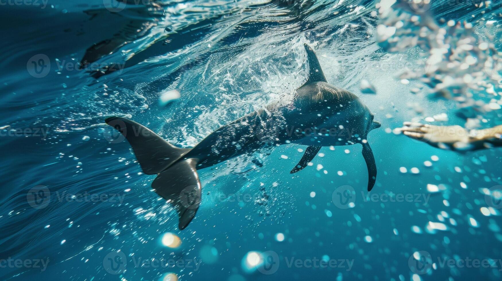 A powerful dolphin kick propelling a swimmer underwater propelling them towards the finish line photo