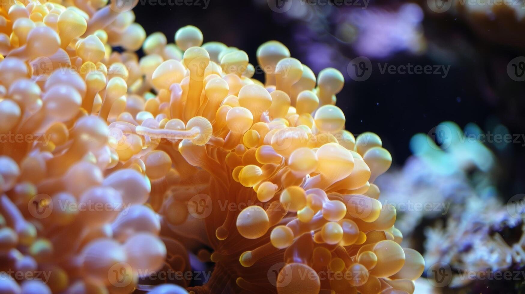 An essential part of the coral life cycle the synchronized spawning event is a wonder to behold photo