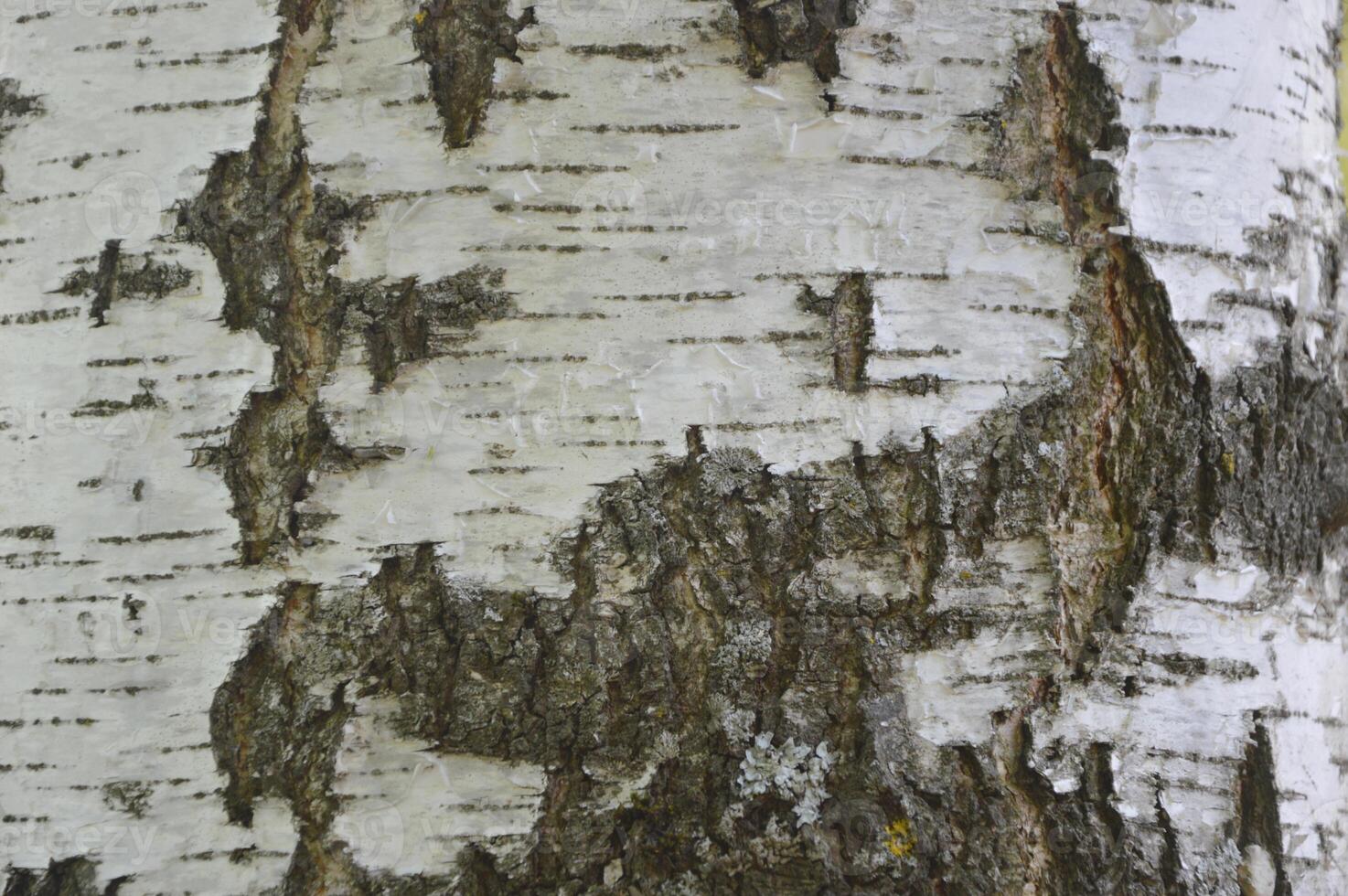 Texture of birch bark of a tree trunk close-up. Natural background. photo