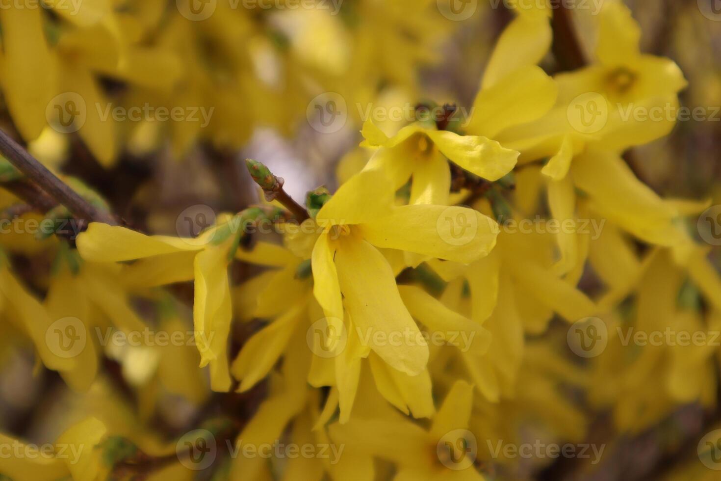 Forsythia koreana bushes in bloom close up. photo