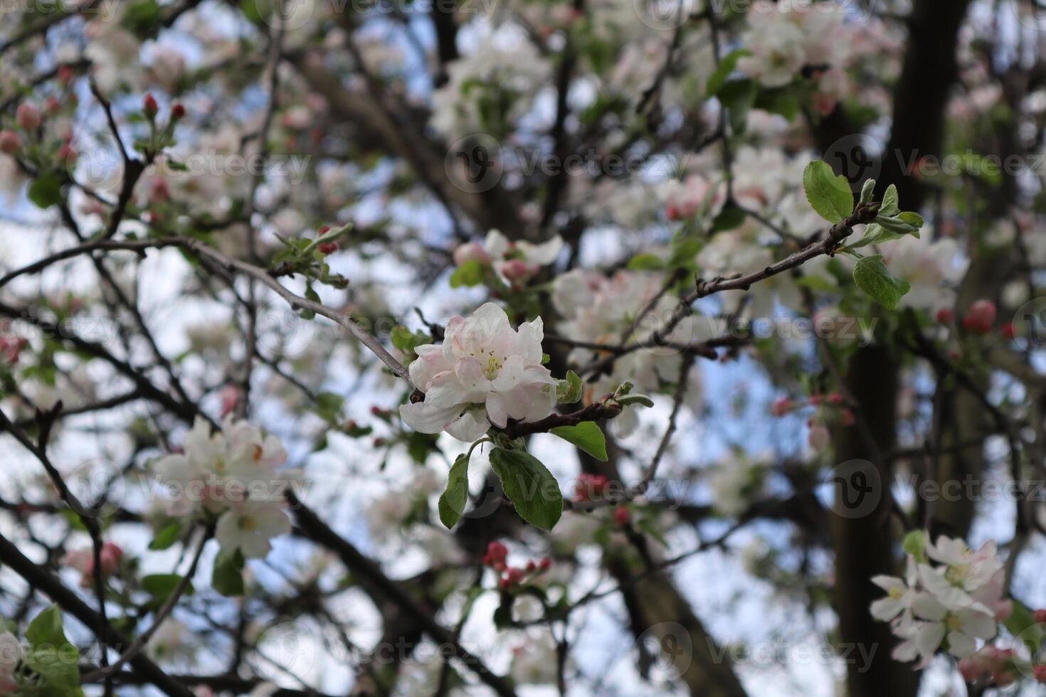 Blooming Branches of apple tree at spring close up. photo