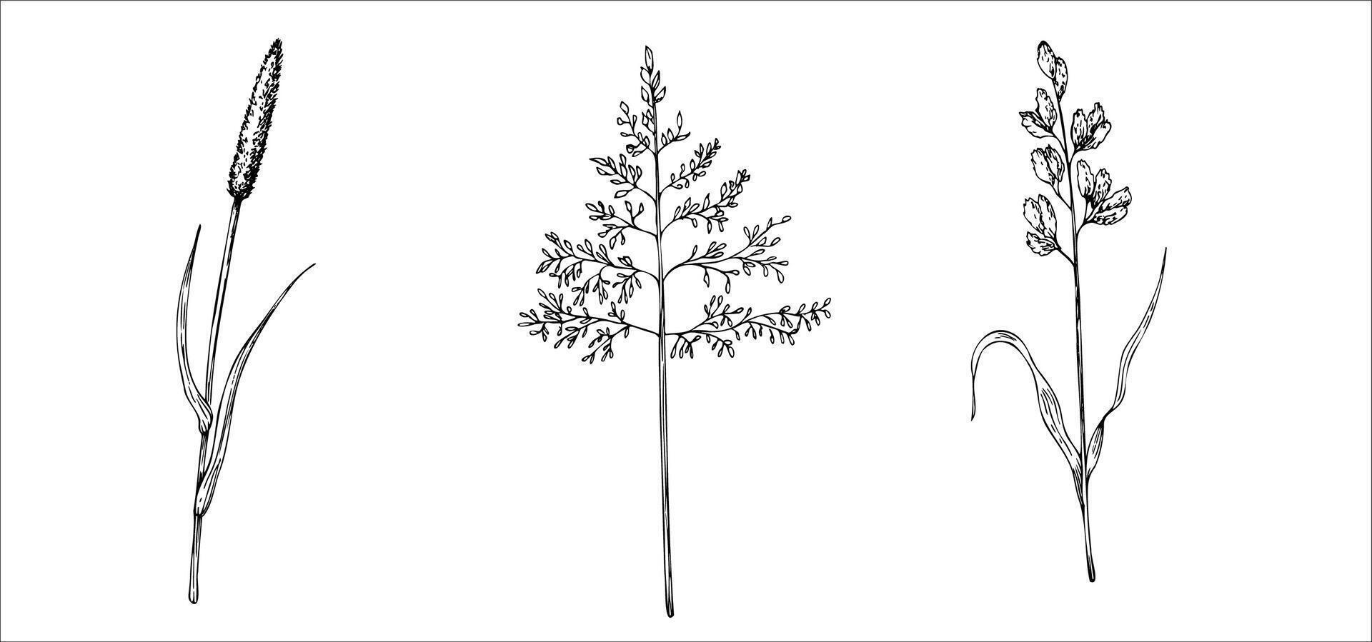 Set of meadow dry plants. Squirrel's tail grass, Millet Grass . Hand painted graphic setaria viridis, Milium effusum isolated on background. Botanical, Medicinal and Herbal illustration. Fo vector