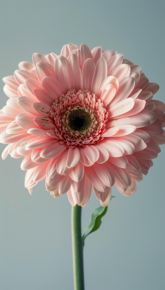 Pink Gerbera Daisy Flower Closeup Against Light Blue Background photo