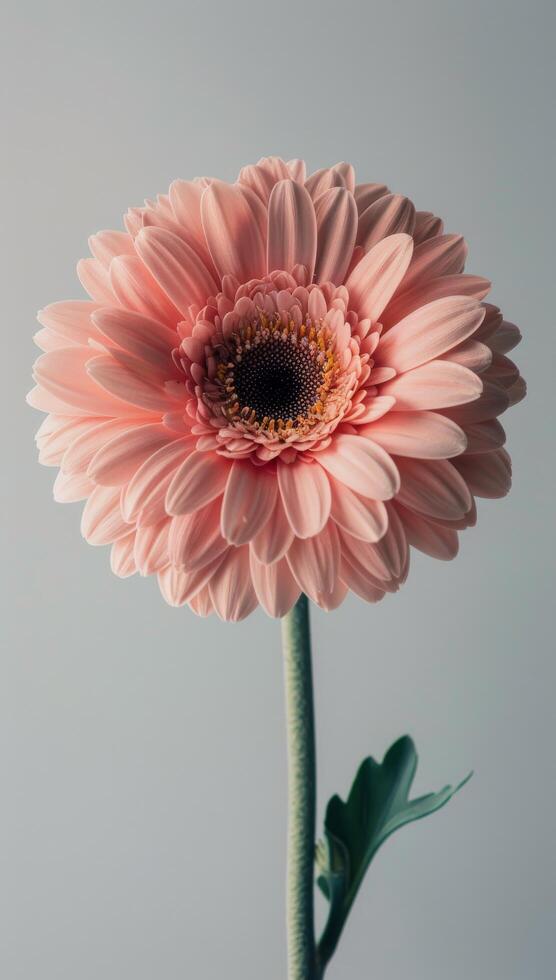 Single Pink Gerbera Daisy Flower Against Gray Background photo