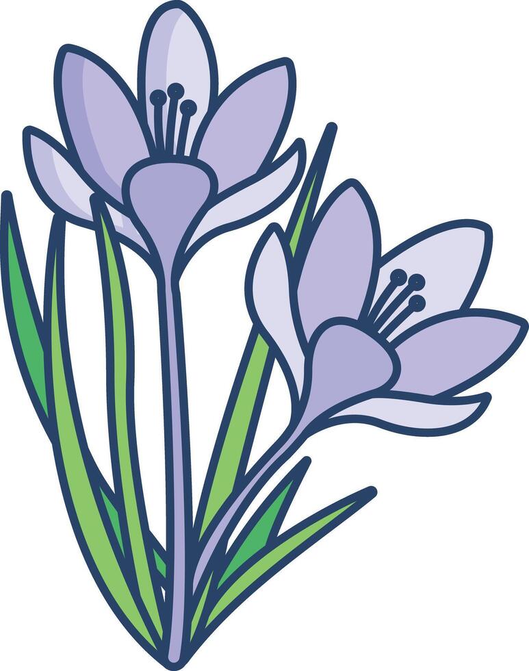Crocus flower linear color illustration vector