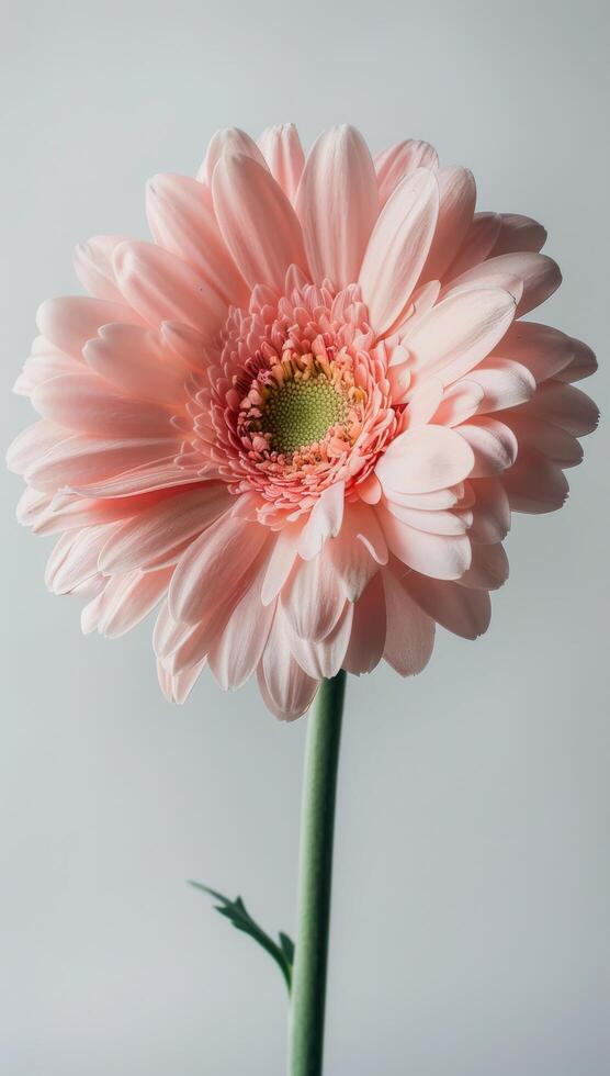 Single Pink Gerbera Daisy Flower Against Gray Background photo