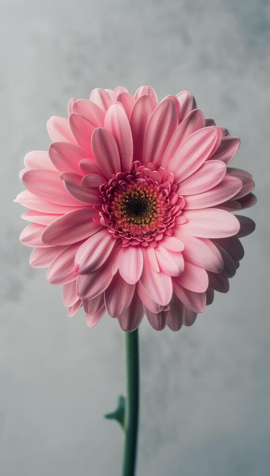 Single Pink Gerbera Daisy Flower Against Gray Background photo