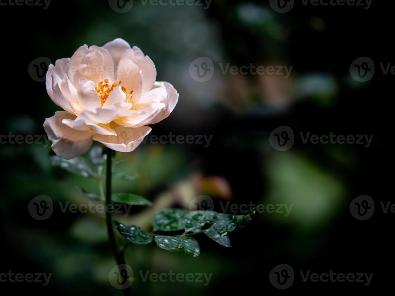 Shape and colors of imperfect roses that blooming in Tropical climates photo