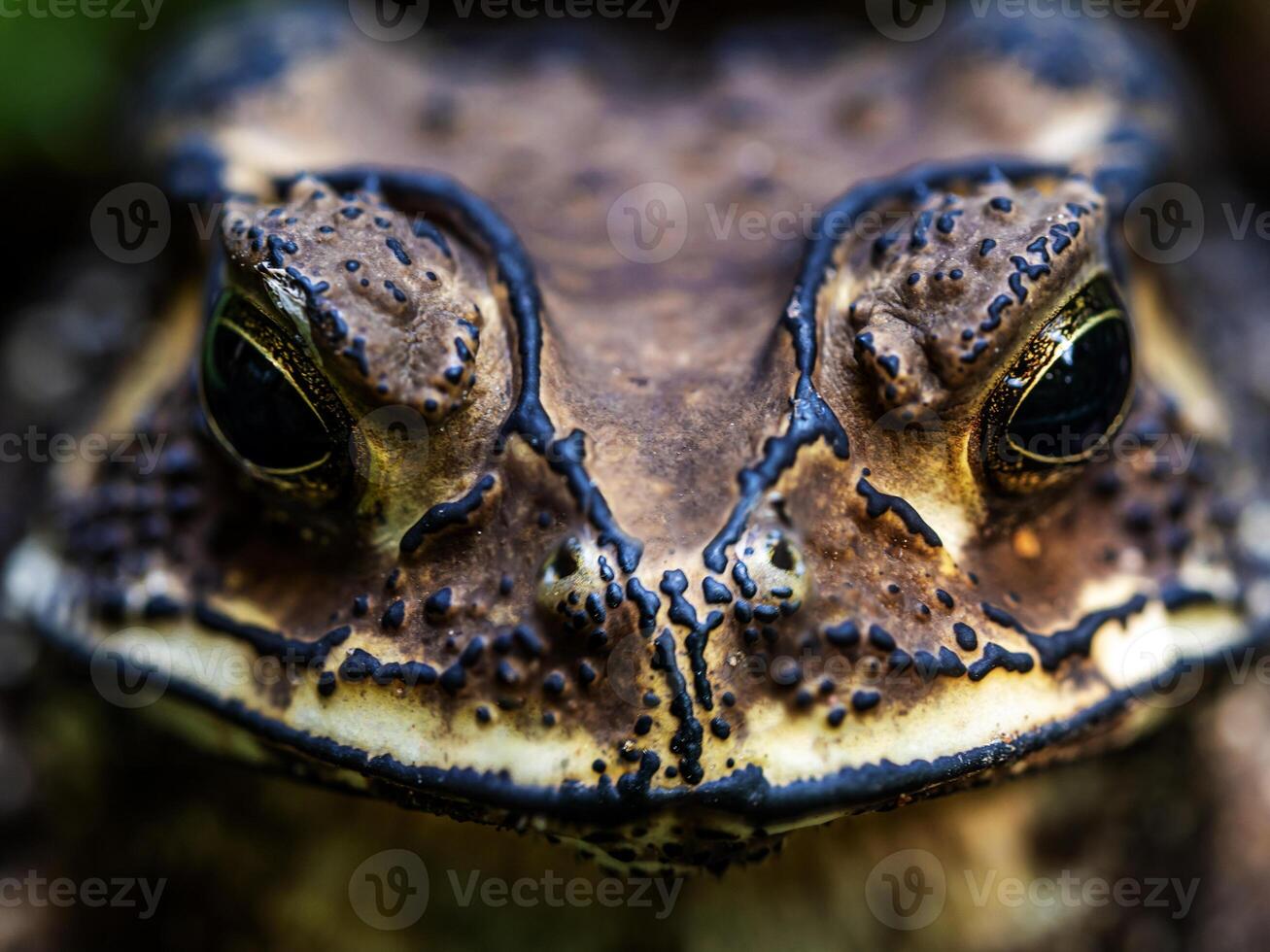 Close-up of the face of a Toad Bufo melanostictus photo