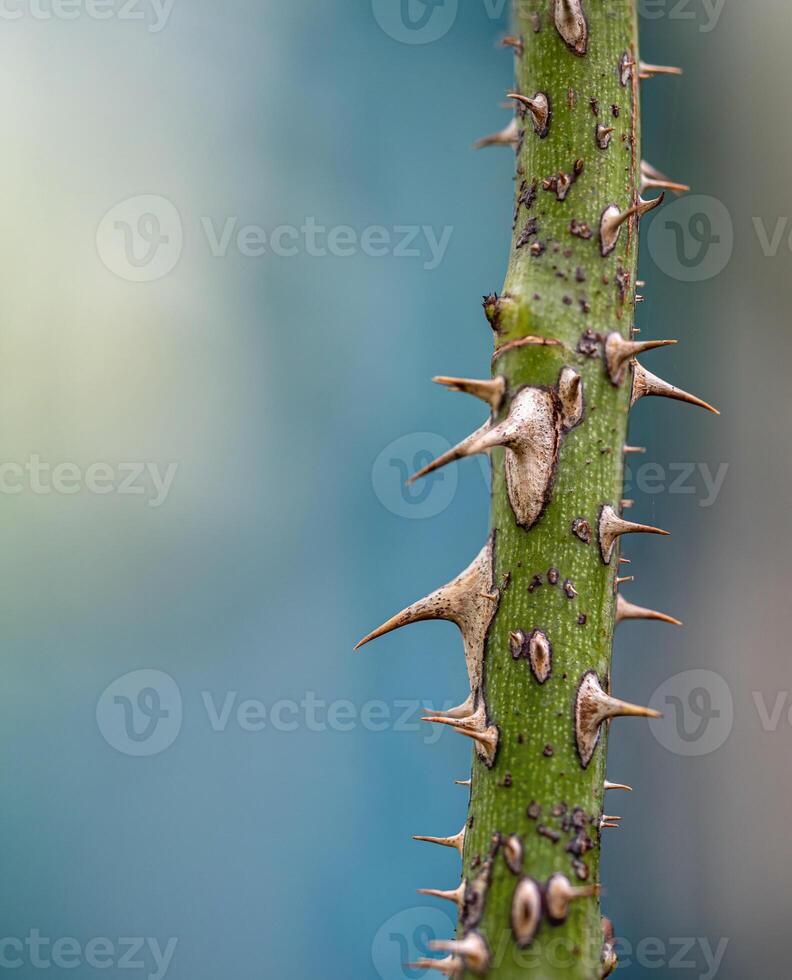 Sharp thorns on the branches of the rose tree photo