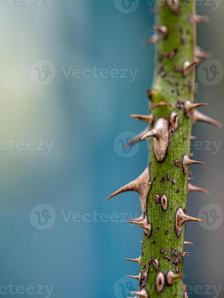 Sharp thorns on the branches of the rose tree photo